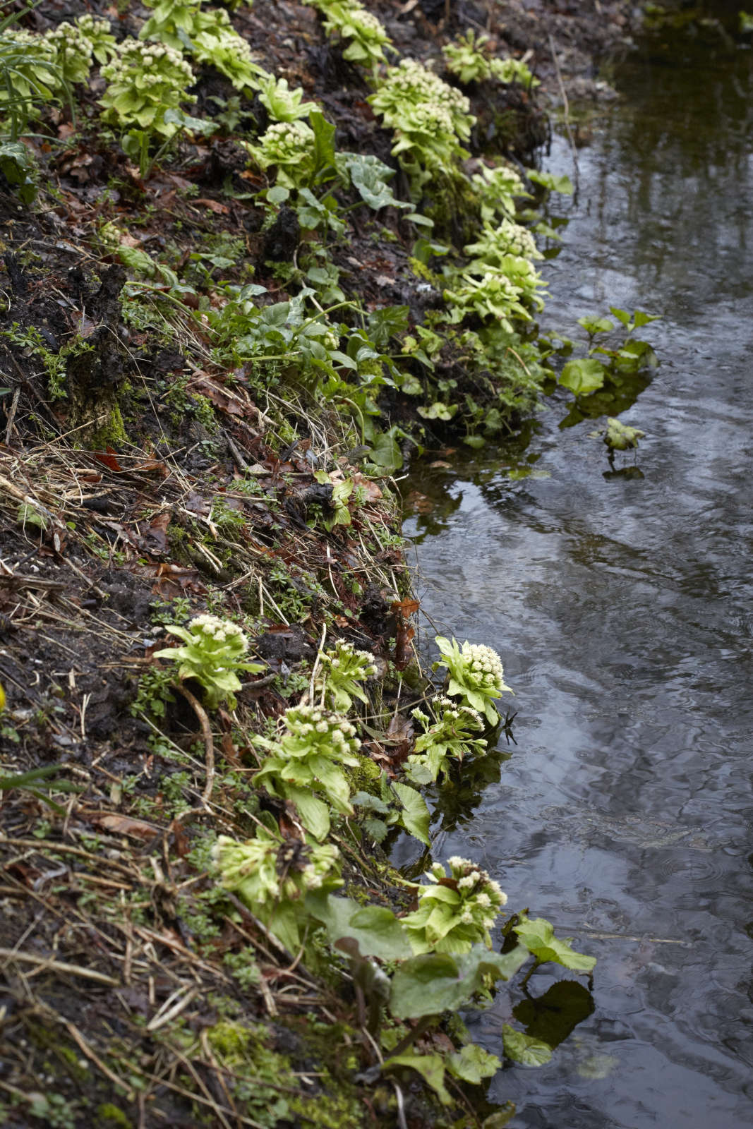 P. japonicus var. giganteus at the Beth Chatto gardens, a giant plant for pond edges.