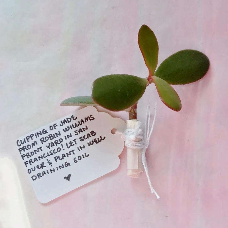 Planted By Tags Example Houseplants: How to Decode the Info on Plant ID Tags - Gardenista