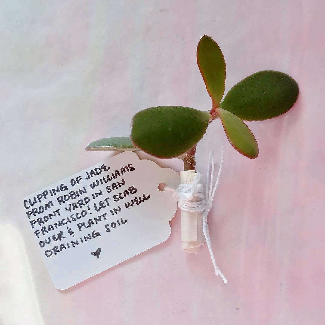 See Plant Swaps: How to Trade Houseplants, Cuttings, and Seeds. Photograph by Allison Burt-Tilden of Votre Grande Soeur (@votregrandesoeur).