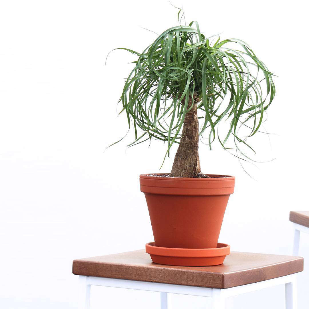 The extremely resilient—and Dr. Seuss–like—Ponytail Palm; $65.