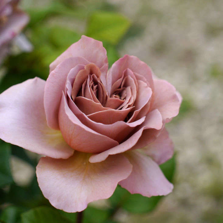 Introduced in \2005 by rose breeder DeRuiter, &#8\2\16;Cafe Latte&#8\2\17; is a hybrid tea rose. Photograph by T.Kiya via Flickr.