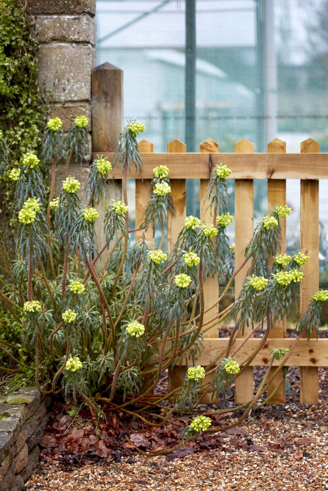 Self-seeded Mediterranean spurge that has designed itself into a corner outside Beth Chatto