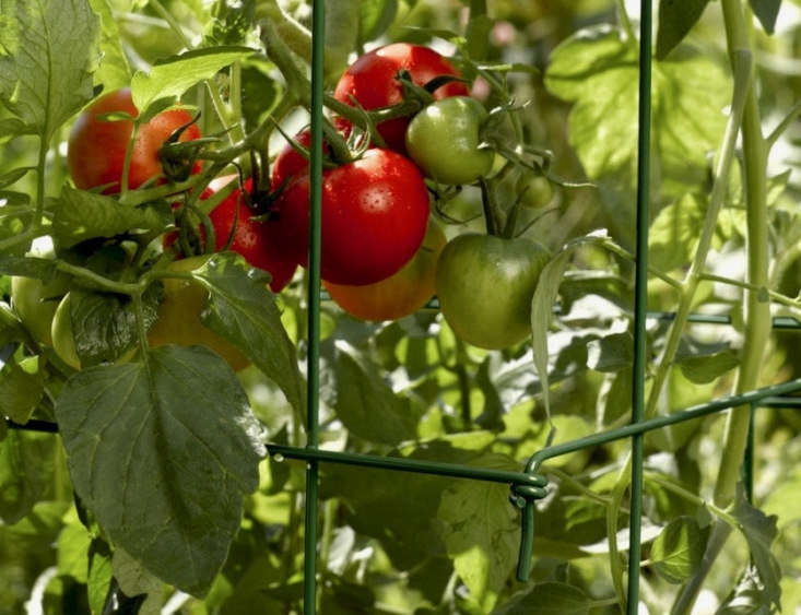 A set of four sturdy \10-gauge-wire Tomato Cages with eight-inch-square openings (so you easily can get your hand inside to snag a ripe beefsteak). The 39-inch-high cages fold flat for winter storage and are available in three colors, including and green (shown). A set is \$59.95 from Gardener’s Supply. See more choices at \10 Easy Pieces: Tomato Cages.