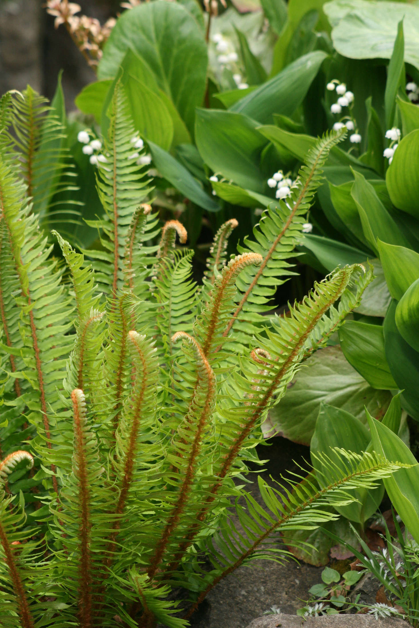 A Western Sword Fern in a 3.5-inch container is $6.99 from Succulents