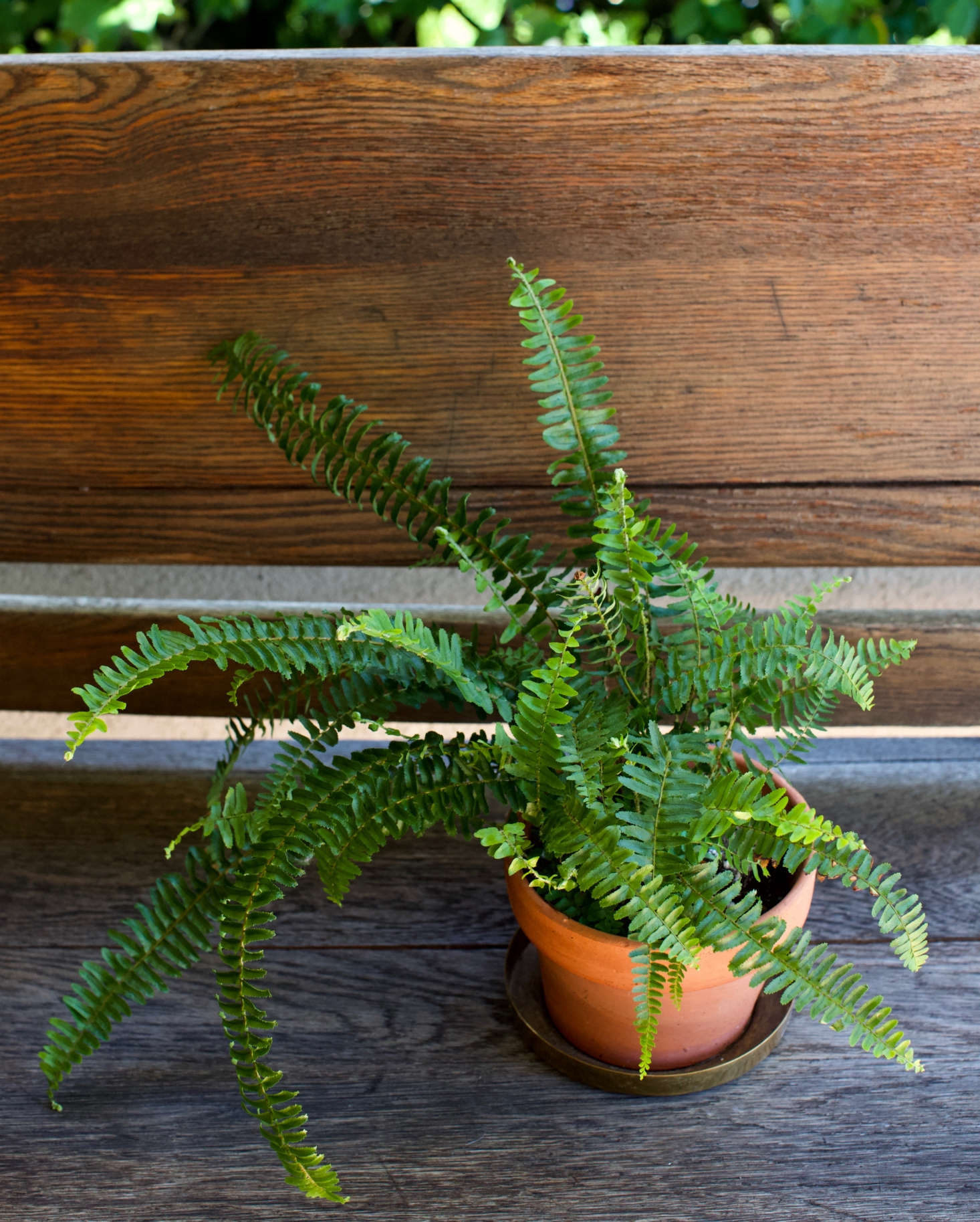 As a houseplant, western sword fern will appreciate indirect light, evenly moist soil, and humidity (mist the fronds for added moisture). Photograph by Mimi Giboin.