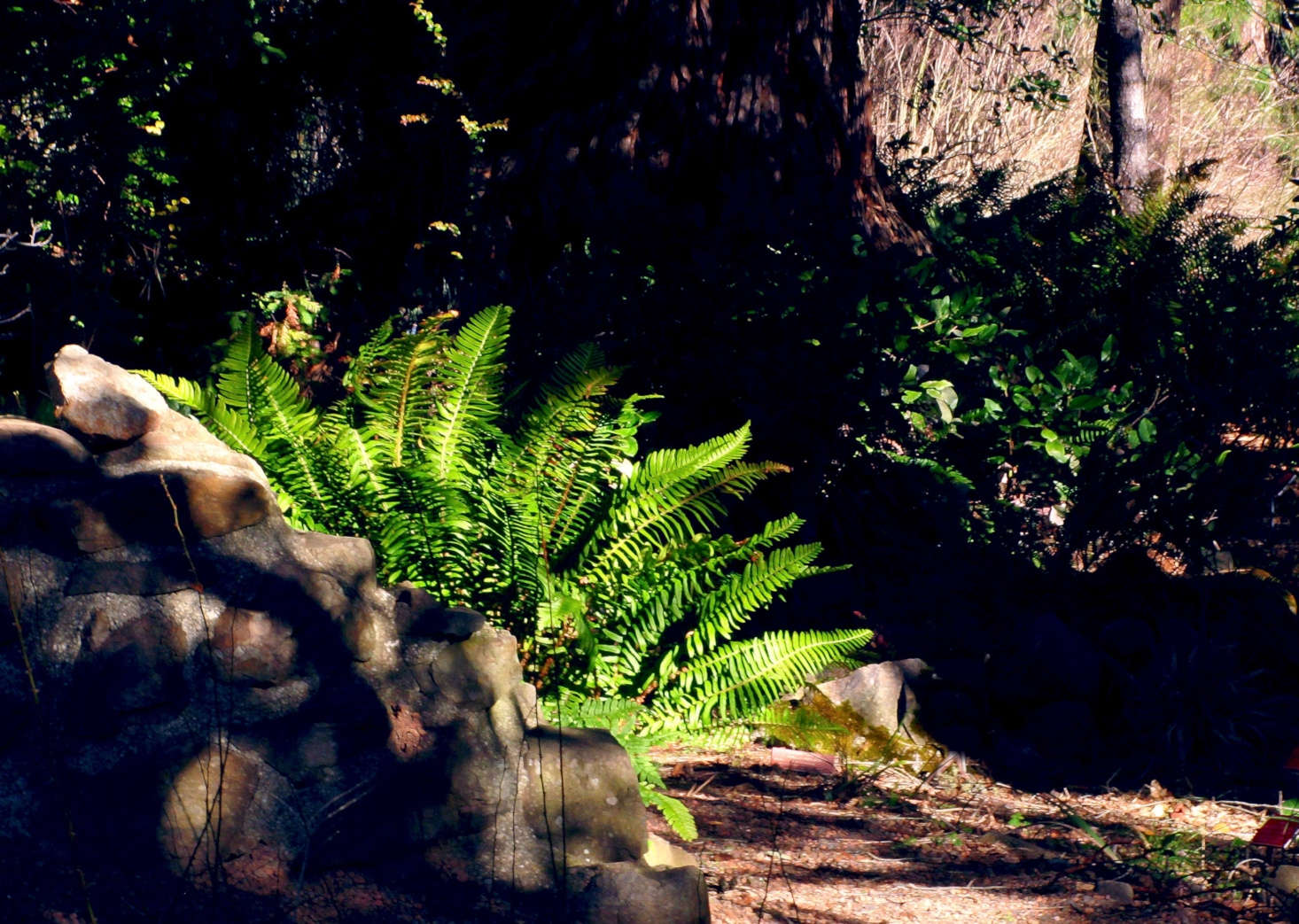 Western sword fern grows beside a trail in Tilden Park near Berkeley, California. Photograph by John Rusk via Flickr.