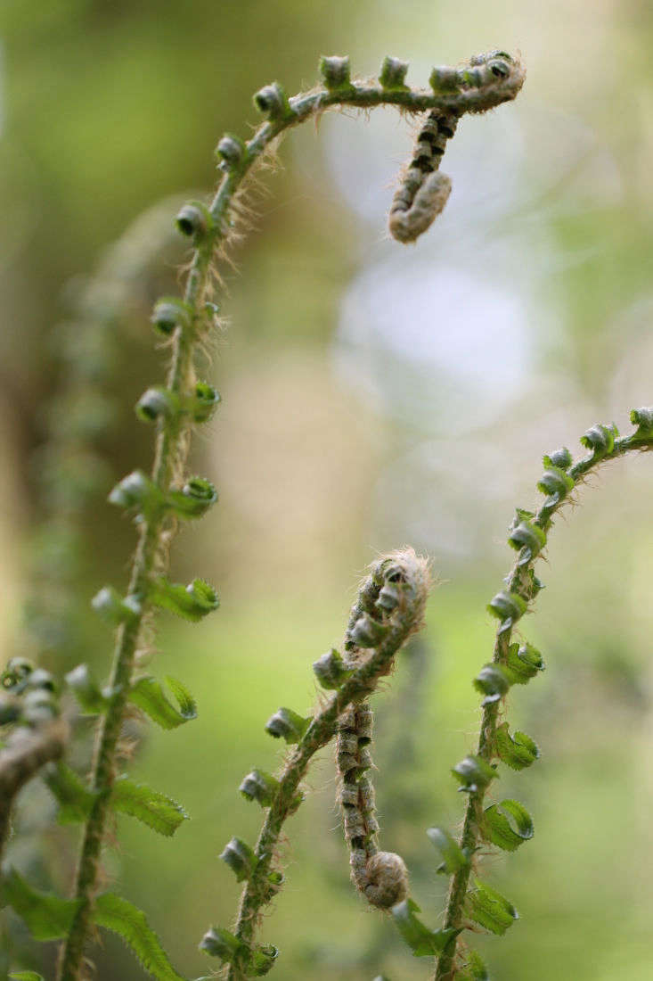 Fiddleheads of western sword fern begin to unfurl. Photograph by Yan S via Flickr.