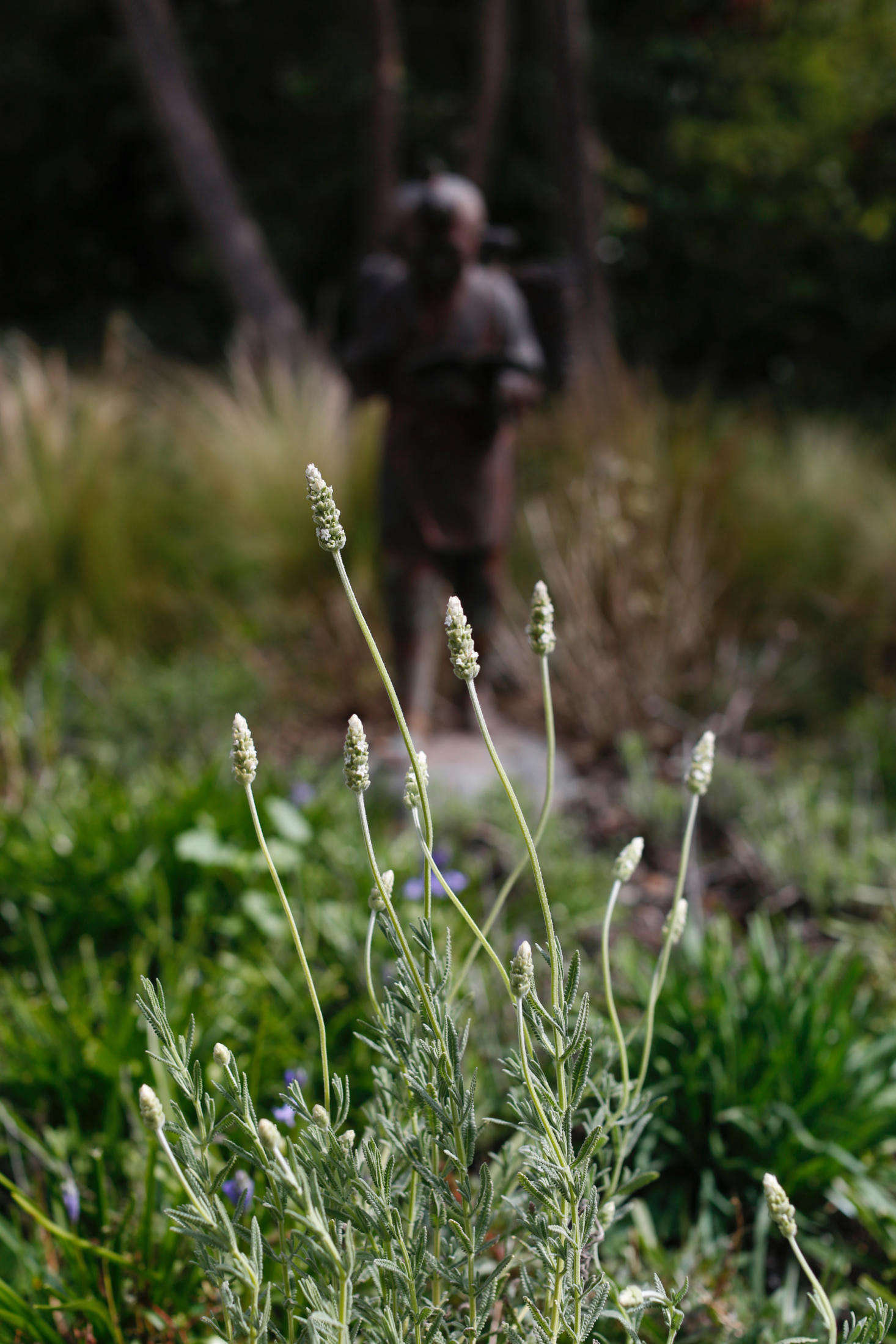 White lavender (Lavandula dentata 