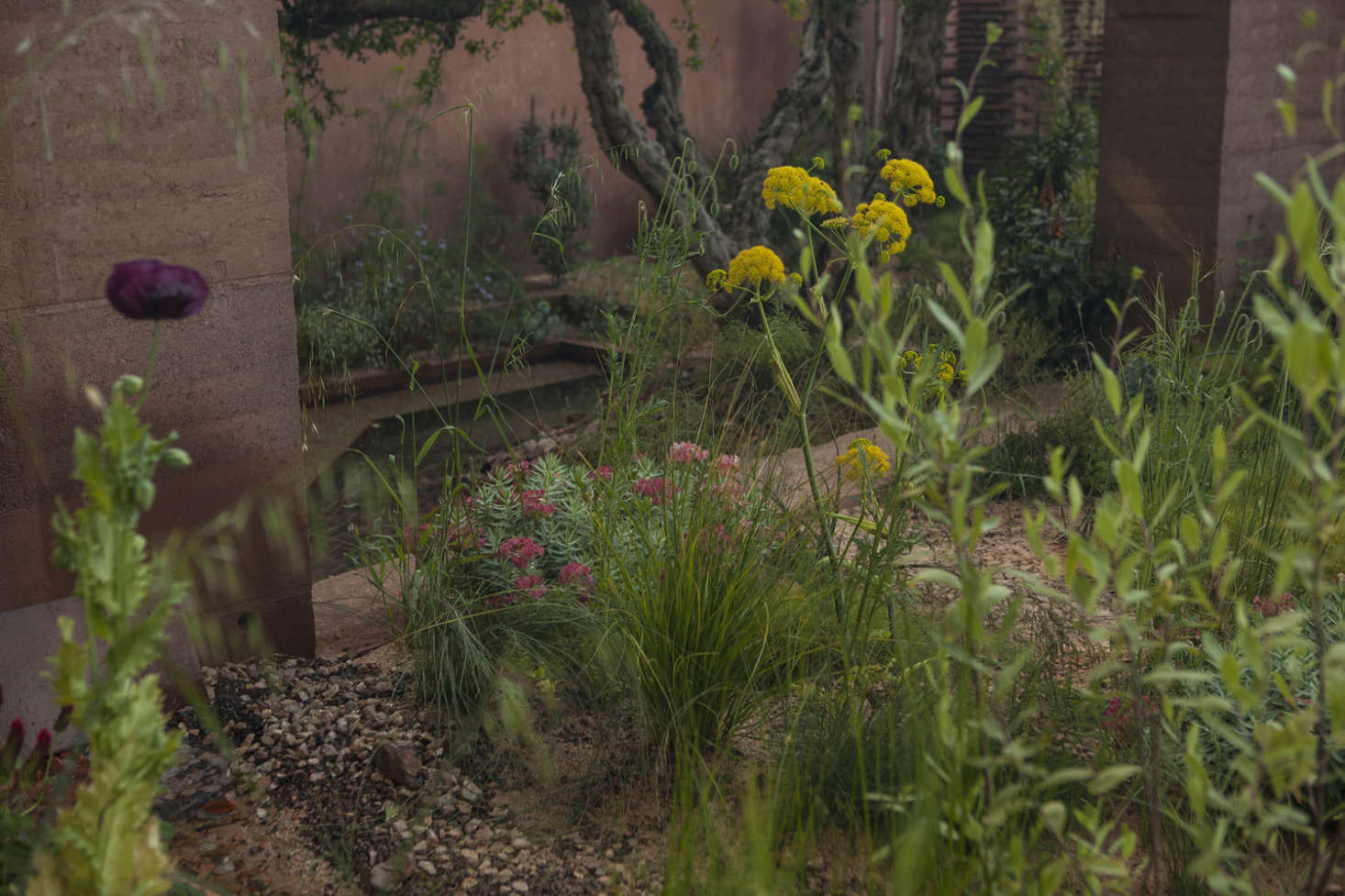 Dark poppy (Papaver rhoeas) with pink and green Euphorbia rigida and young giant fennel.