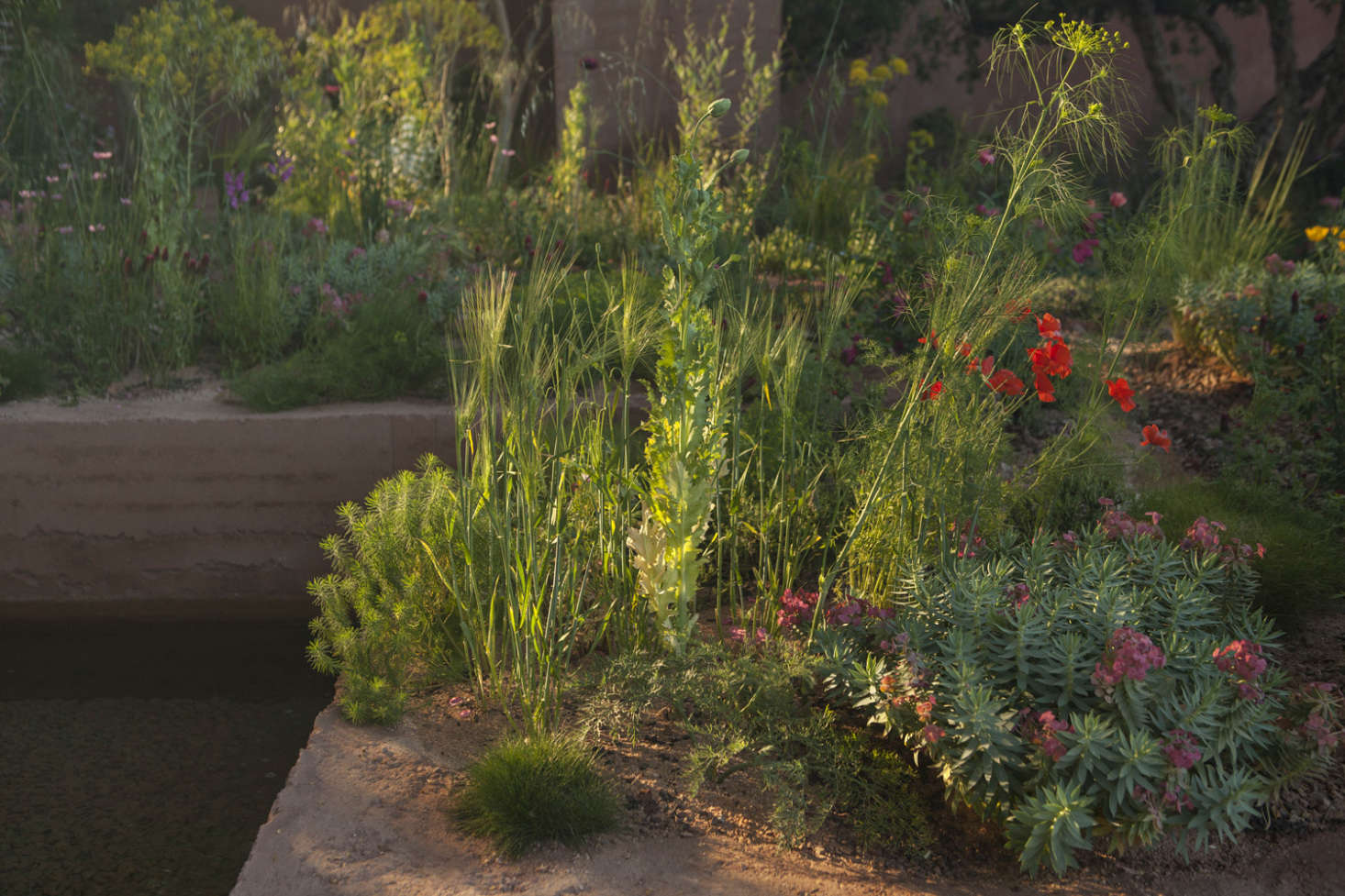 Trend alert—glaucous Euphorbia rigida with its coral flowers, is a standout shrub in this garden.