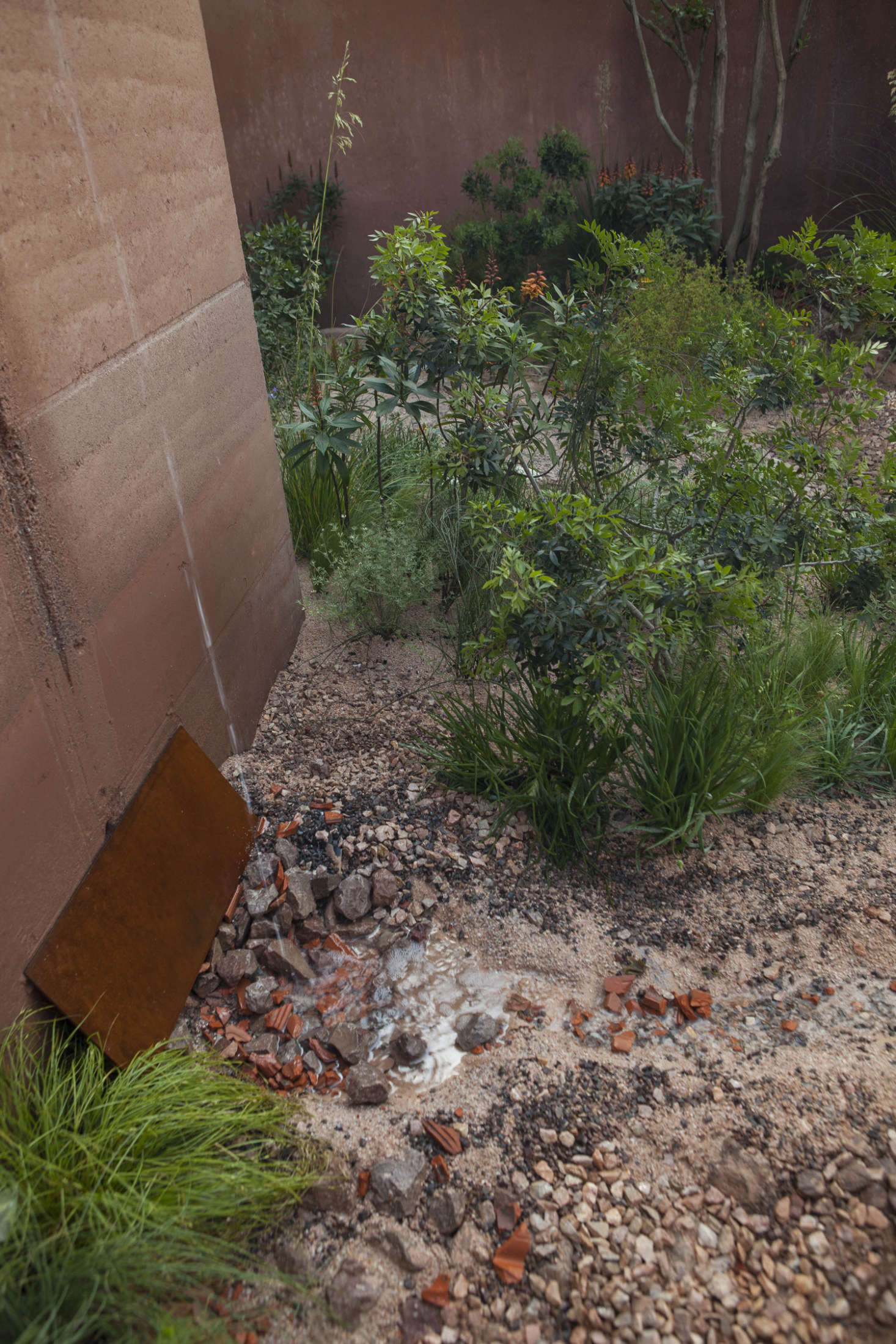Water trickles on to a bed of carefully selected hardcore, with a rusty plate to even out the flow. Mudflats ease into green planting, with shots of orange Isoplexis canariensis closer to the walls.