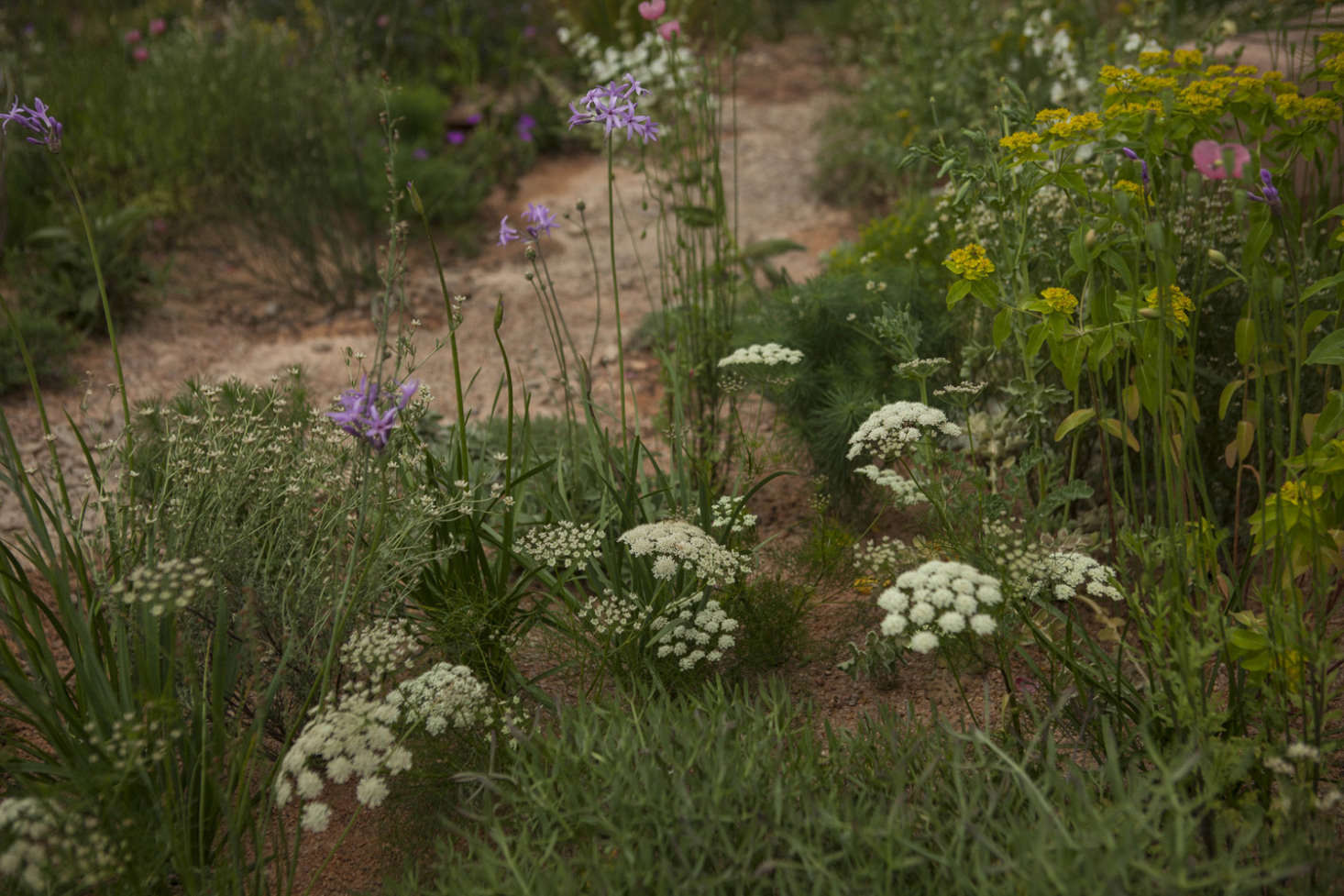 Insect-friendly umbels of sea carrot (Daucus gingidium) with rangy mauves and pinks and a shot of euphorbia yellow.