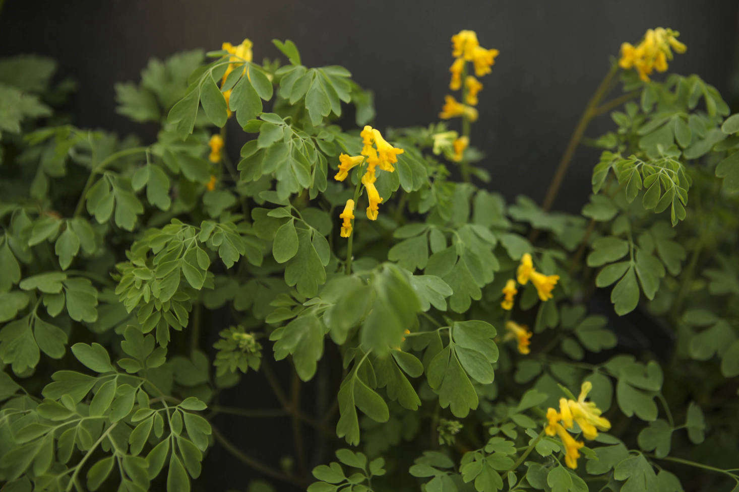 Corydalis lutea, meaning 