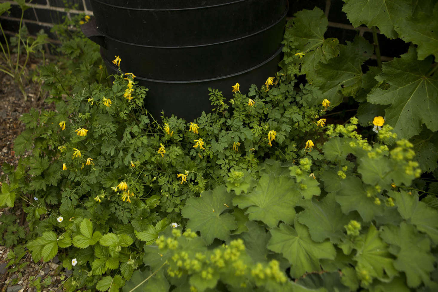 Gravel appreciation. Yellow fumitory makes itself at home underneath my wormery, with lady