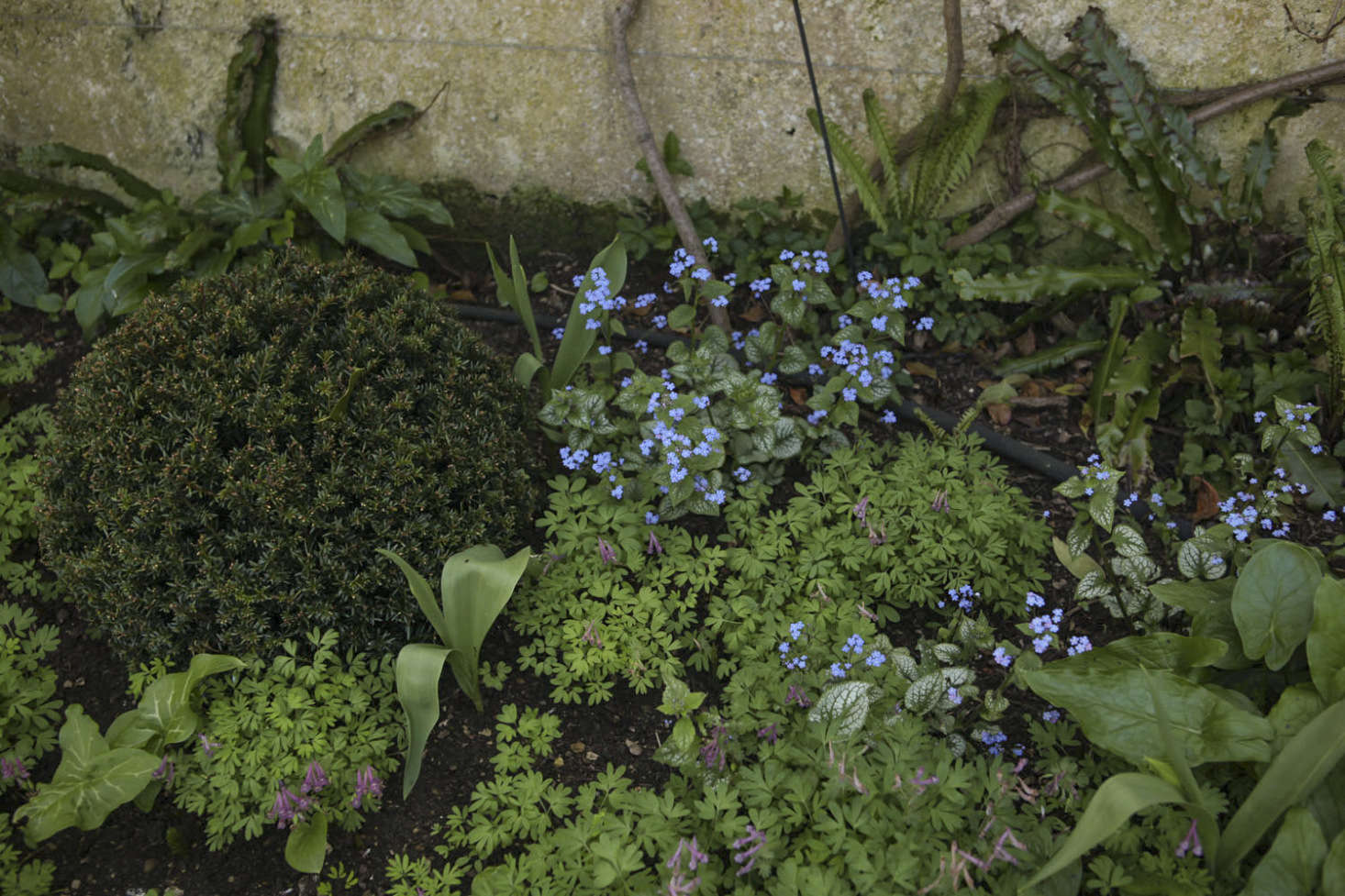 Mauve corydalis and blue brunnera make a spring ground cover.