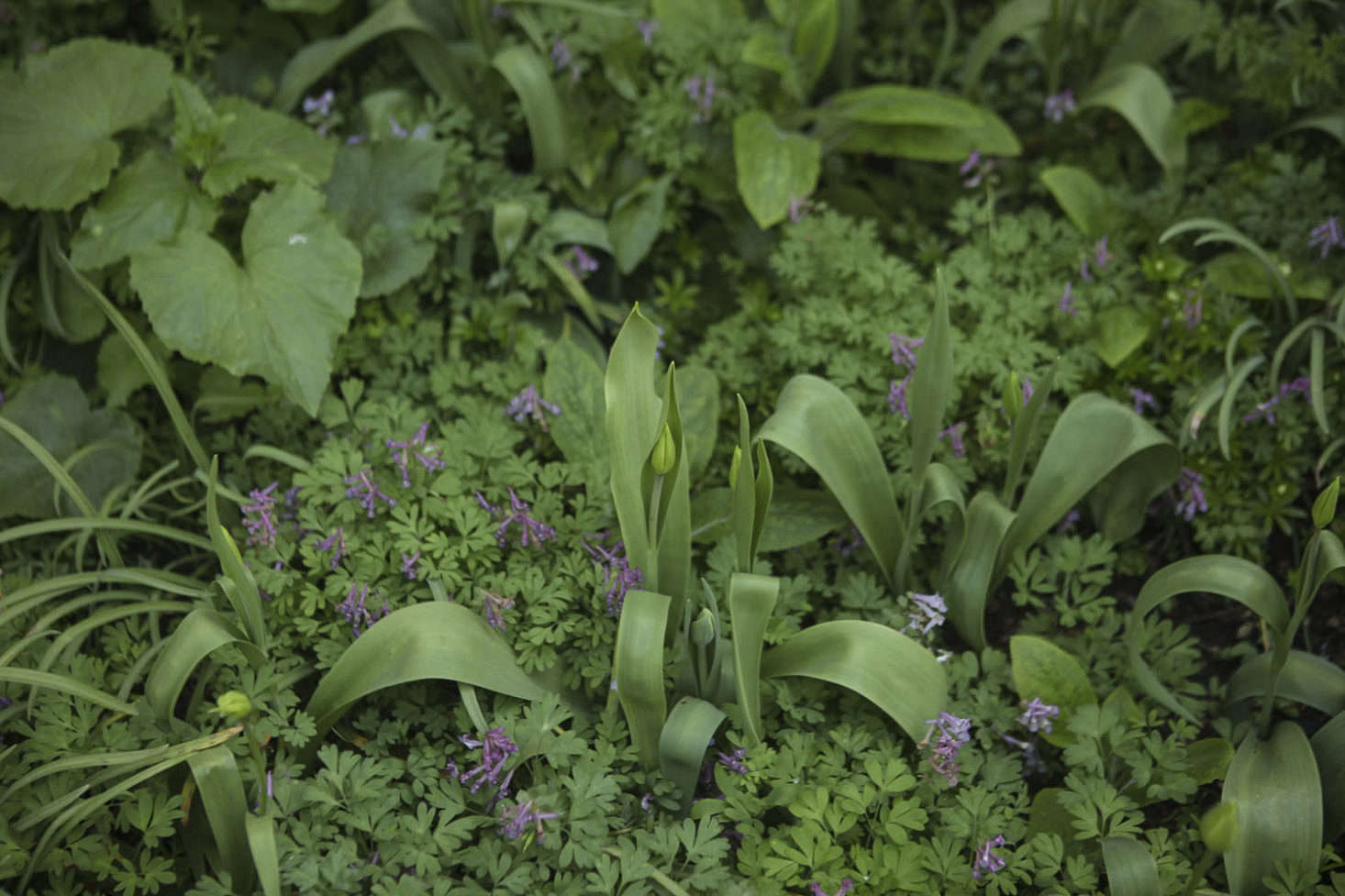 Corydalis solida (fumewort) at the Oxford Botanic Garden.
