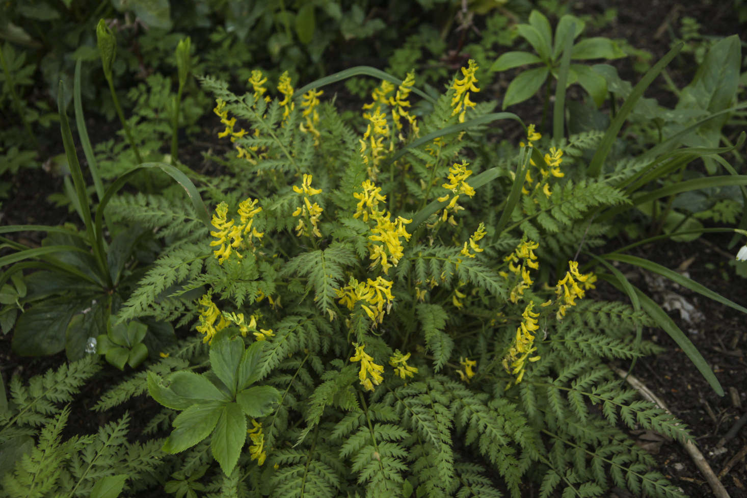 Evergreen Corydalis cheilanthifolia at the Oxford Botanic Garden.