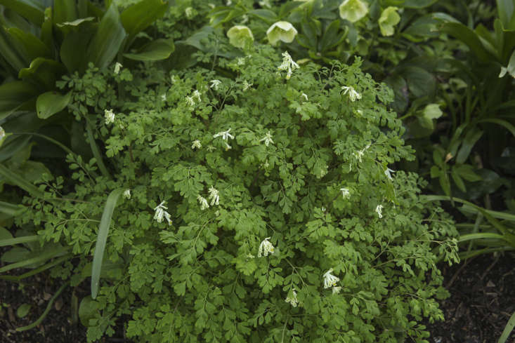 Corydalis ochroleuca, at the Oxford Botanic Garden.