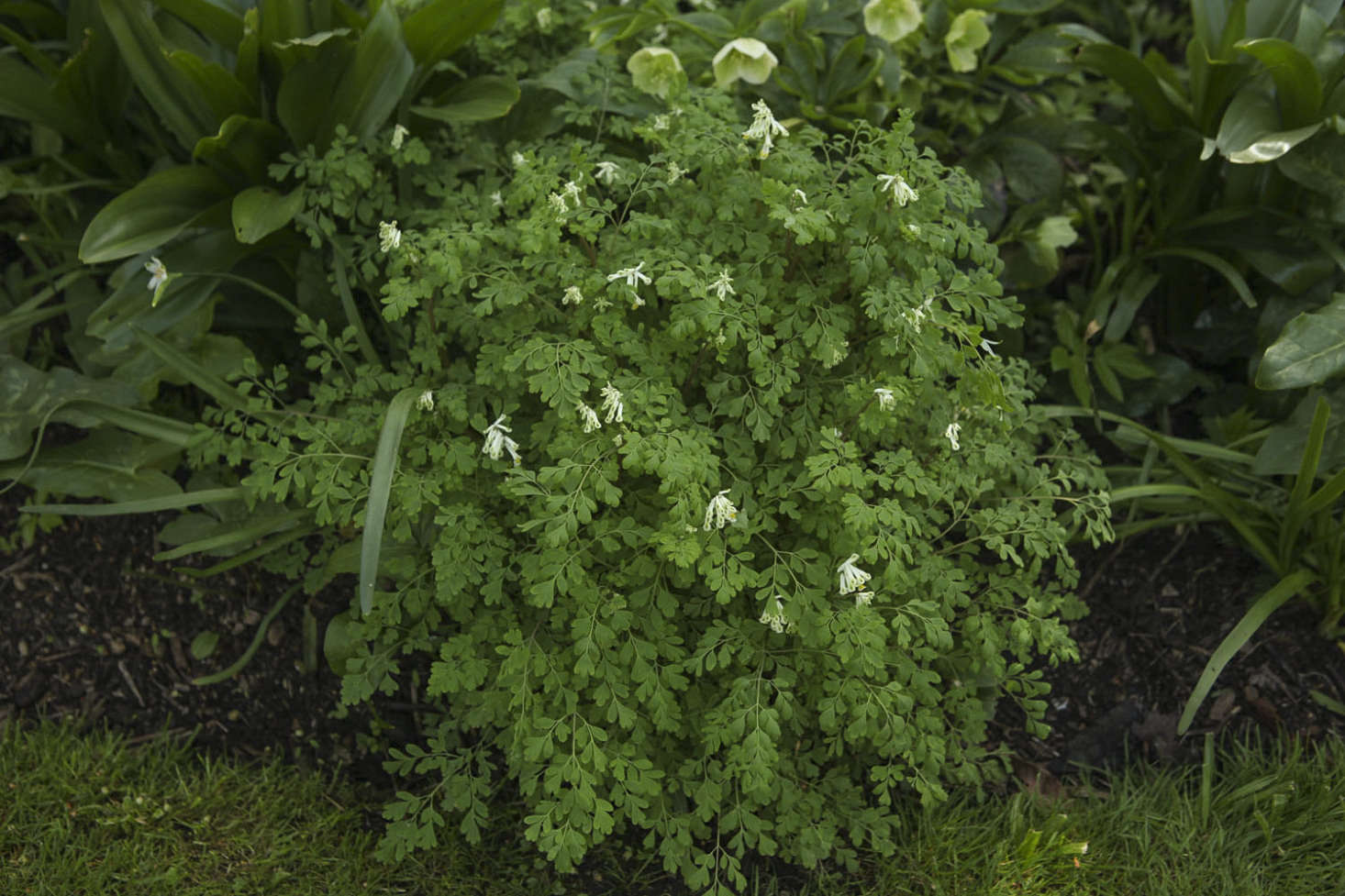 Corydalis ochroleuca, with more sedate colors than its relation, yellow fumitory.