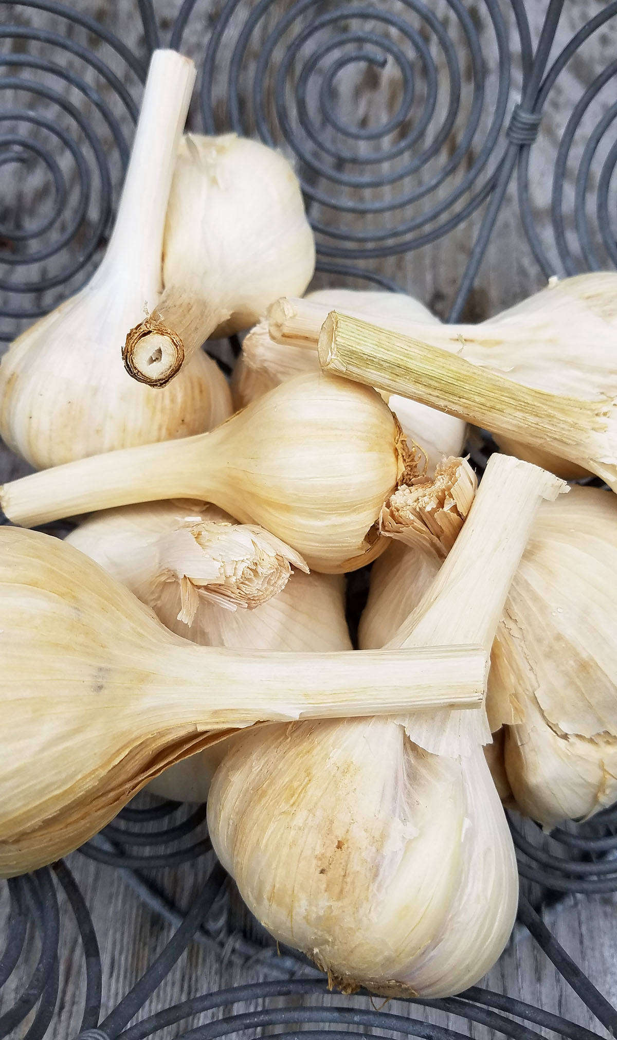 Garlic Tips to Plant and Grow an Essential Culinary Flavor