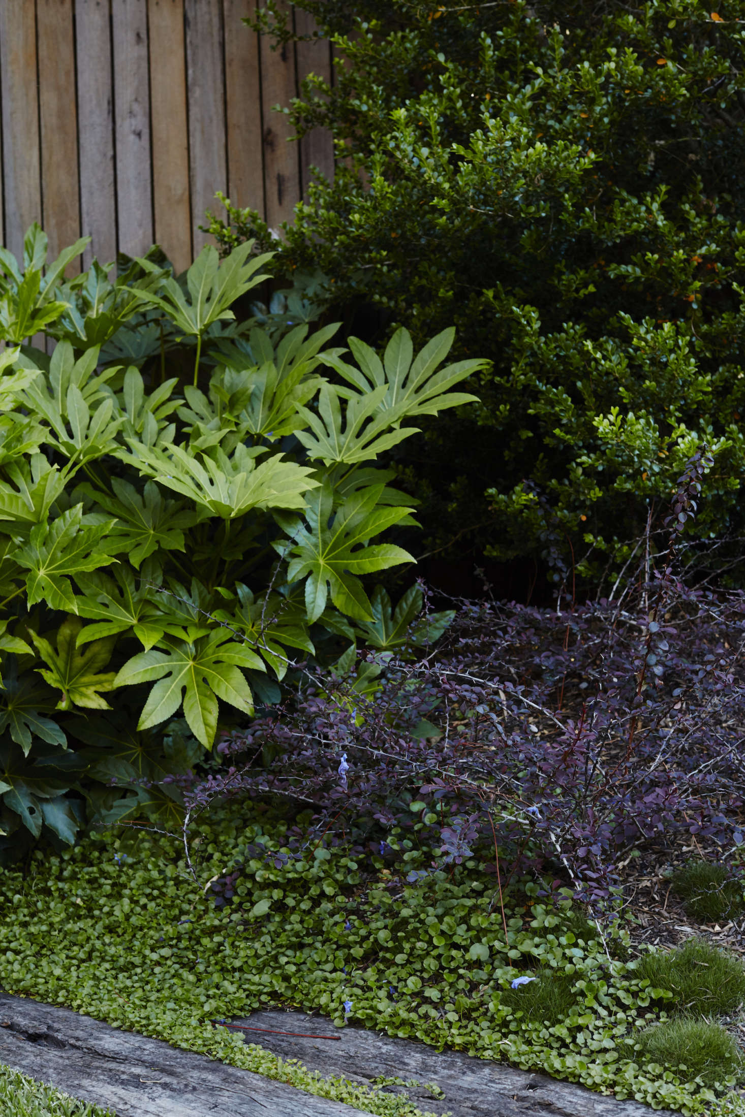A large Fatsia paper plant, a Loropetalum purple shrub, and Dichondra serving as ground cover grow over the railroad ties on the left edge of the garden.