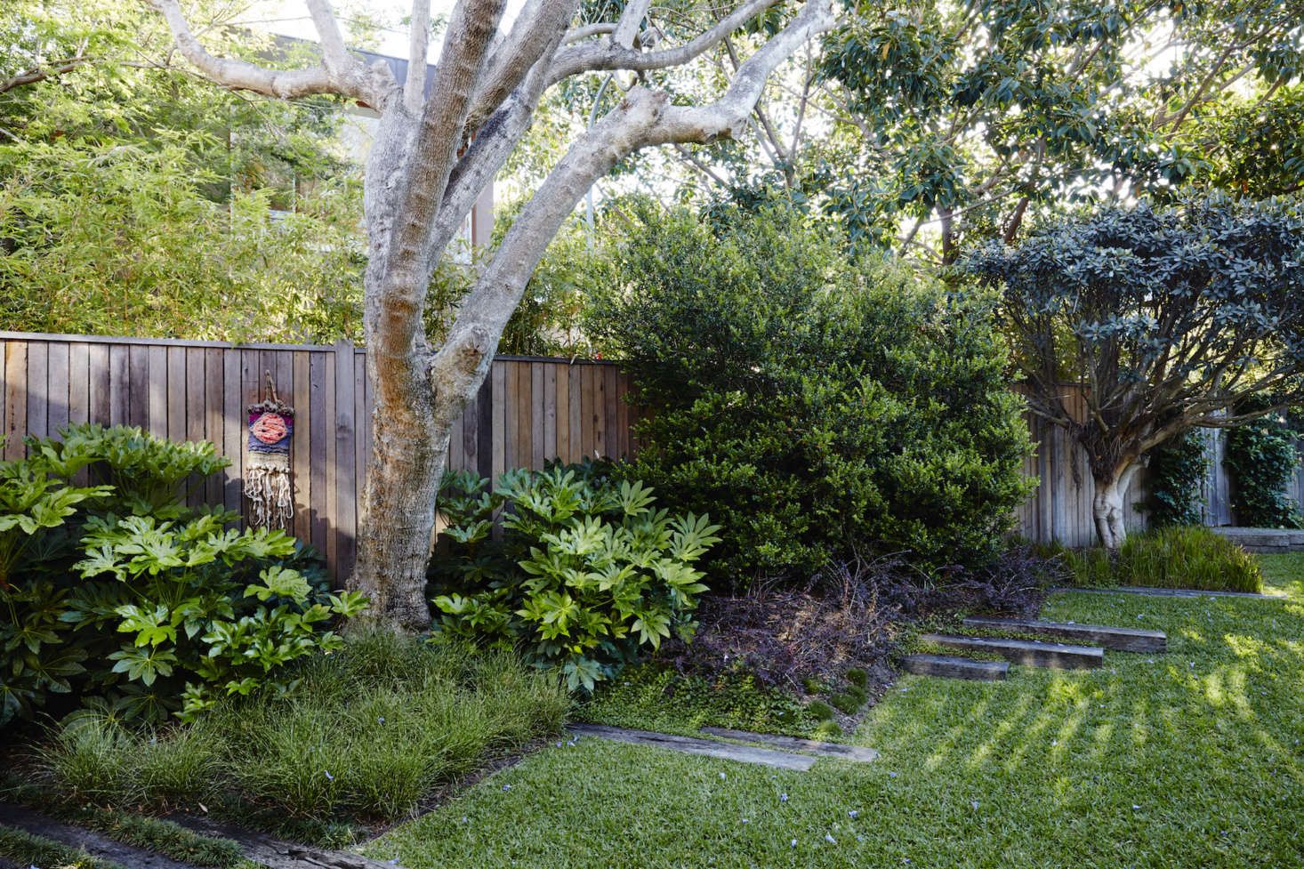 The mature jacaranda tree was the only plant that remained from the property
