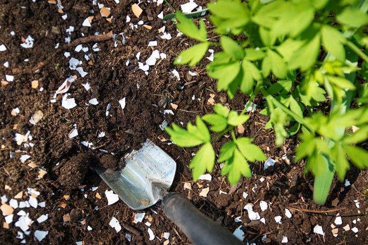 A soil test will tell you what kind of amendments you may need. Adding crushed eggshells can add calcium to your soil and lower its pH as well. Photograph by Justine Hand for Gardenista, from Gardening \10\1: How to Use Eggshells in the Garden.