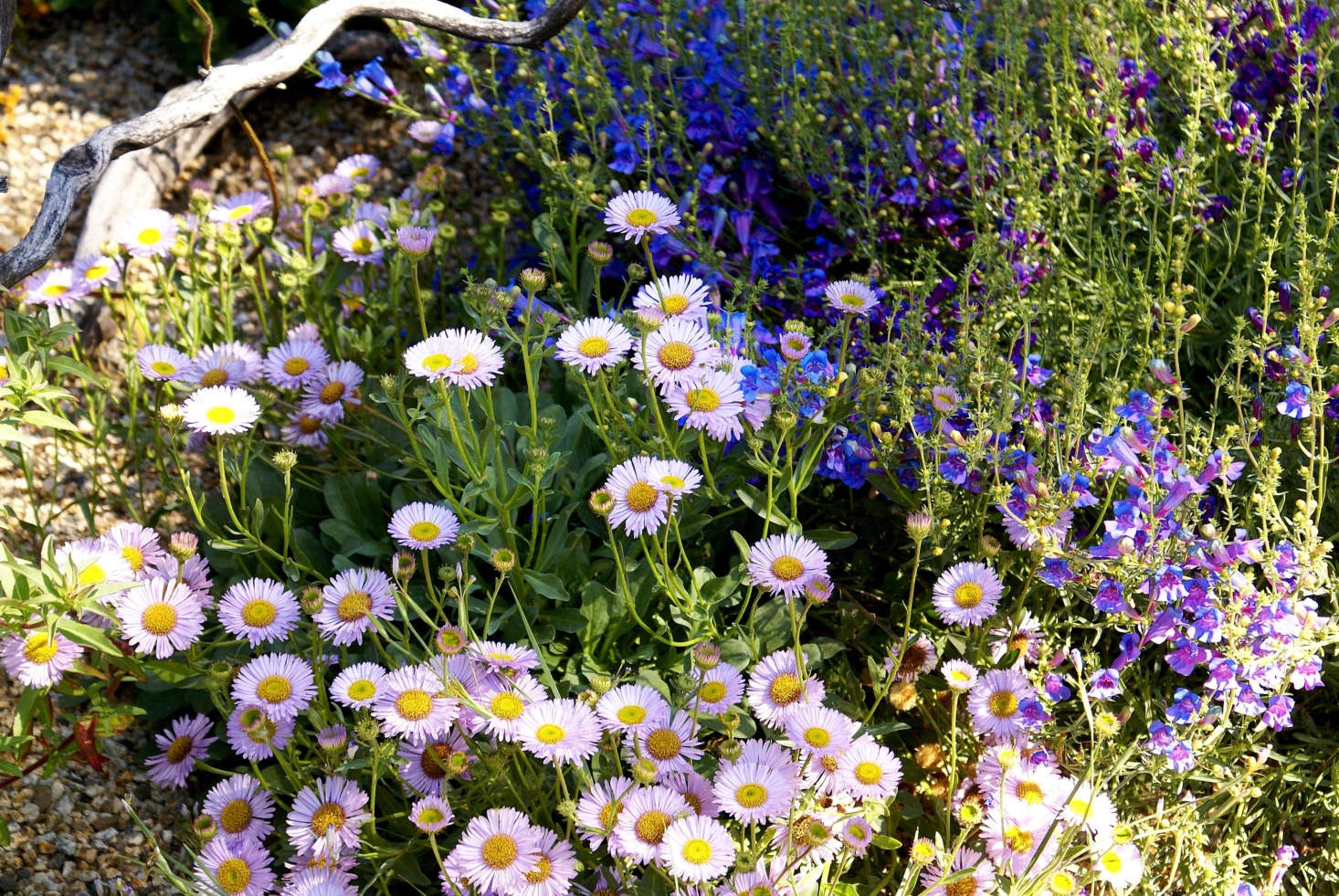 Erigeron 