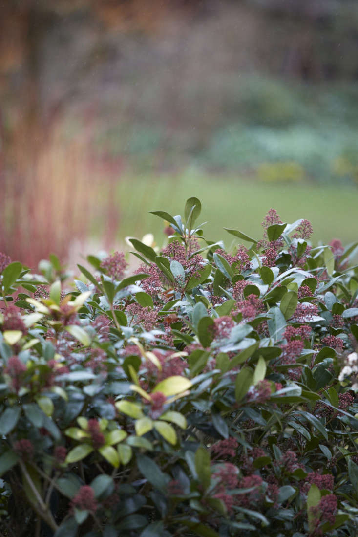 Male skimmia in winter.