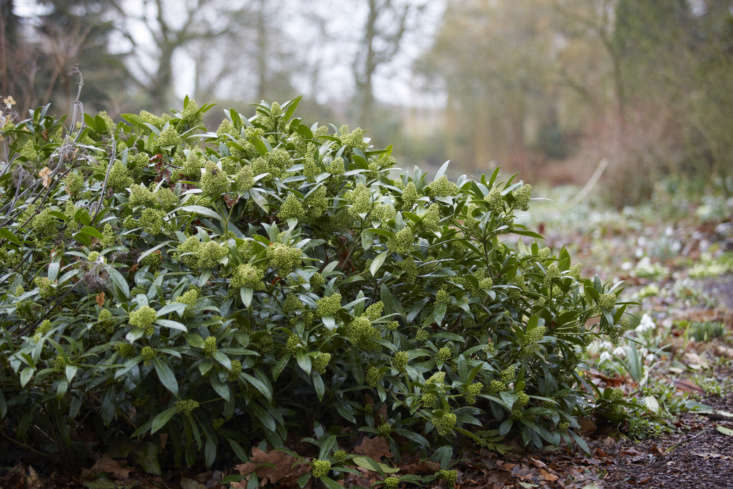 Skimmia x confusa &#8\2\16;Kew Green&#8\2\17; which grows wider than tall, typically reaching waist height.