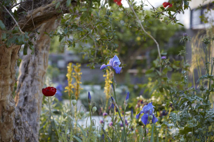 Tom Massey&#8\2\17;s pomegranates produce some red blossoms in time for the show.