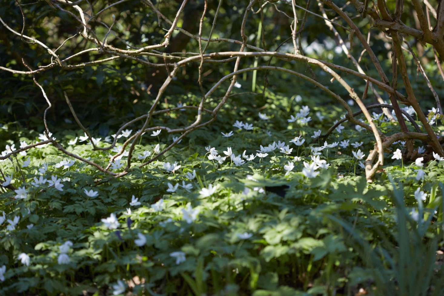 Anemone nemorosa in a wooded glade.