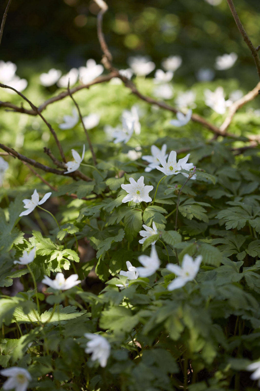 Anemone nemorosa at the Royal Horticultural Society