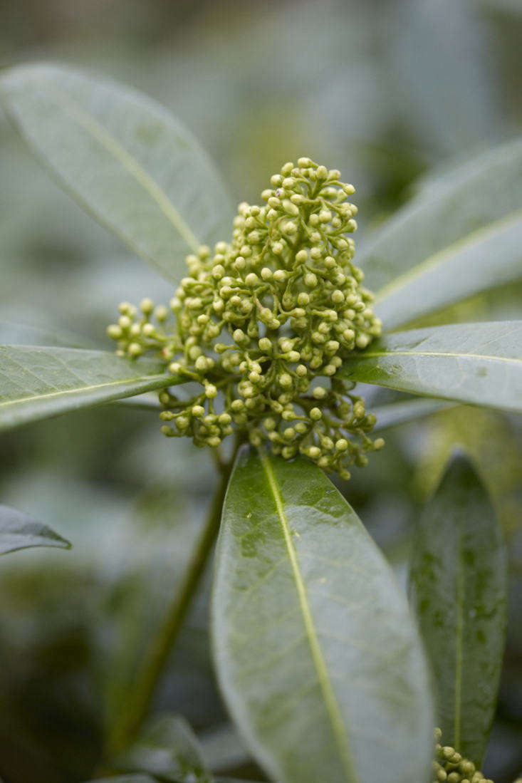 Skimmia x confusa &#8\2\16;Kew Green&#8\2\17;.