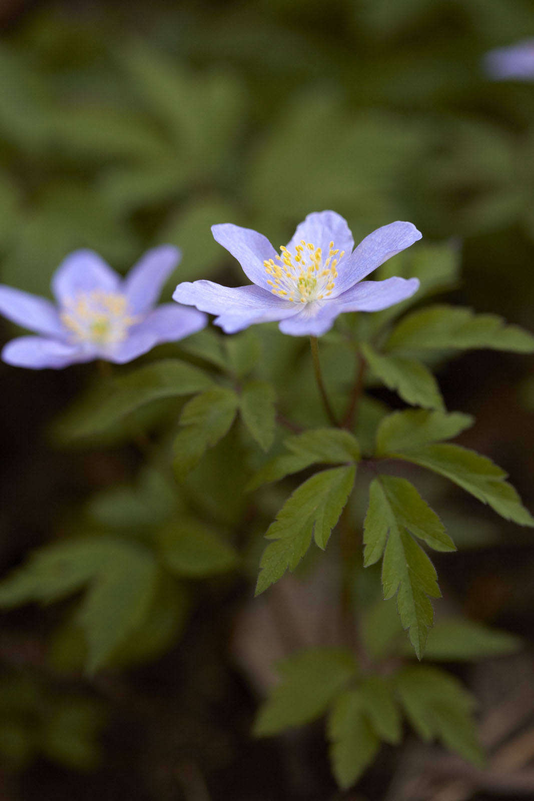 A superior windflower, Anemone nemorosa 