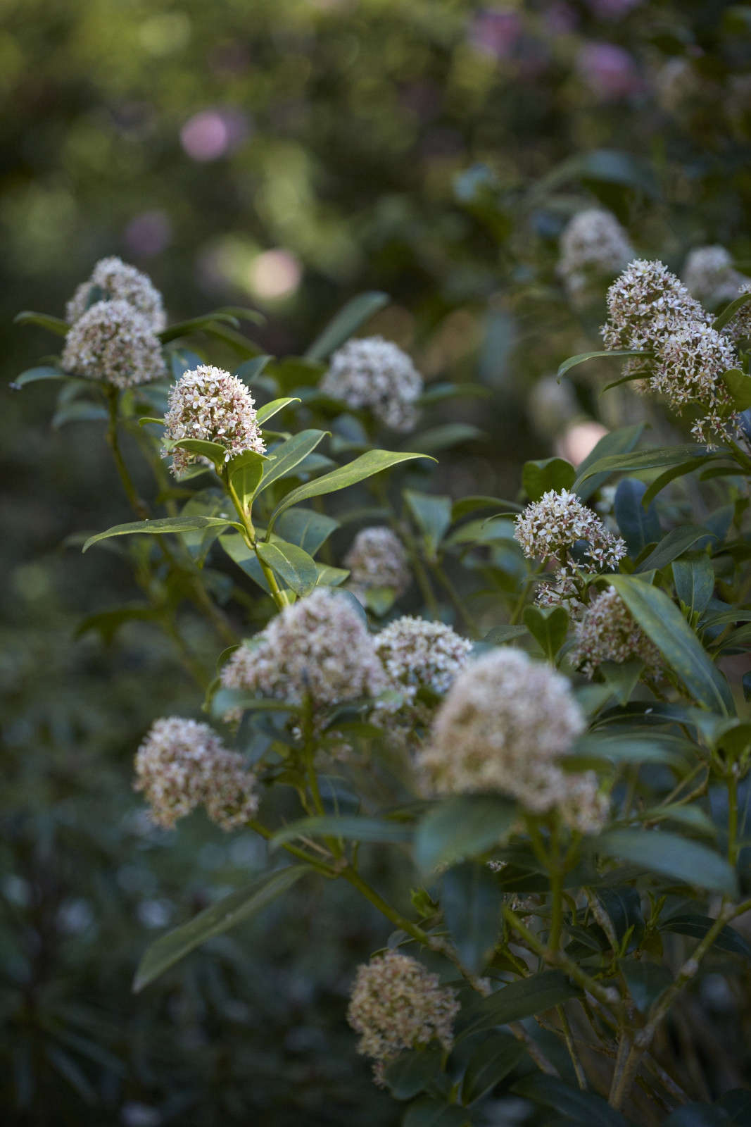 Skimmia Tips To Grow And Care For An Evergreen Flowering Shrub