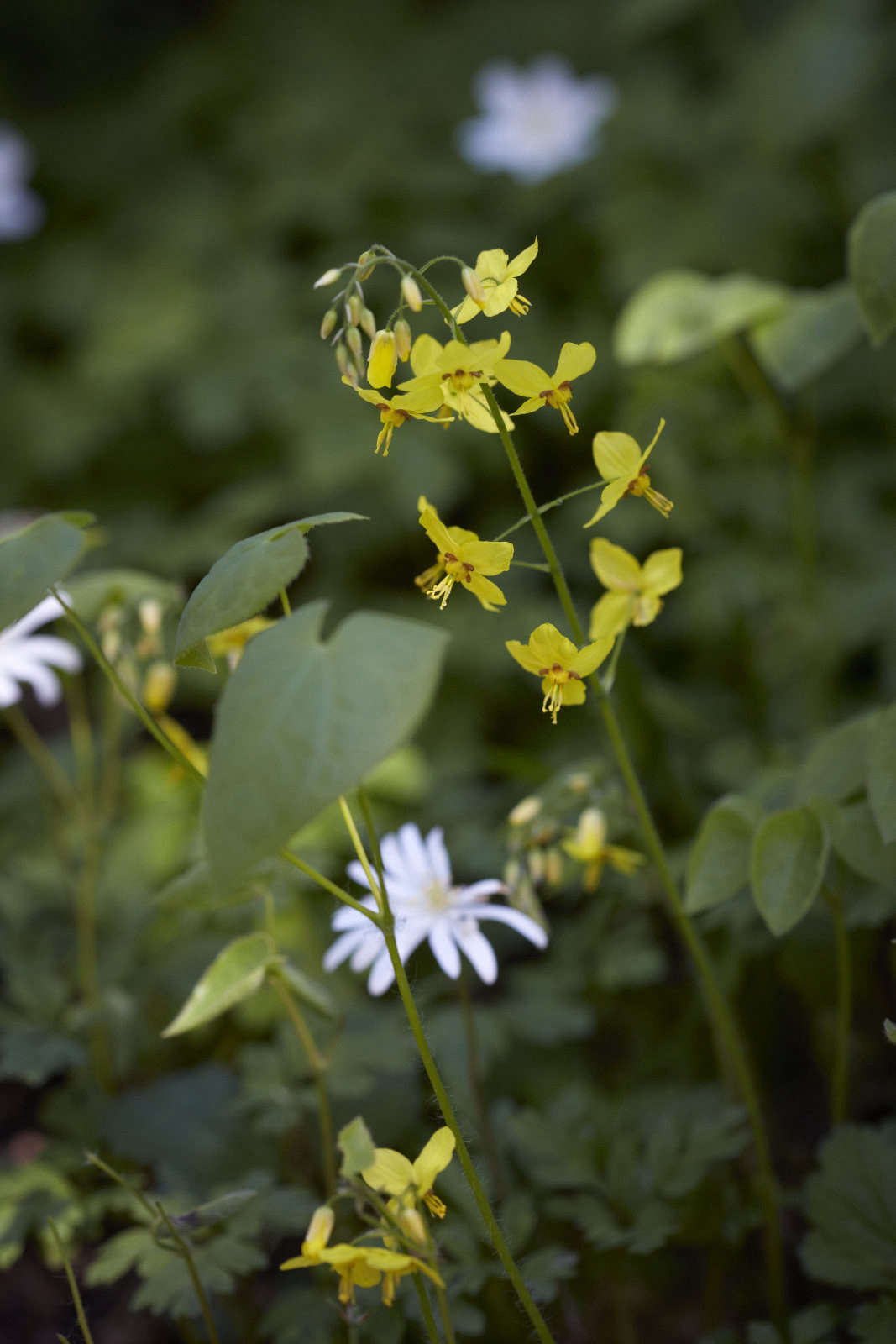 Epimedium x perralchicum 