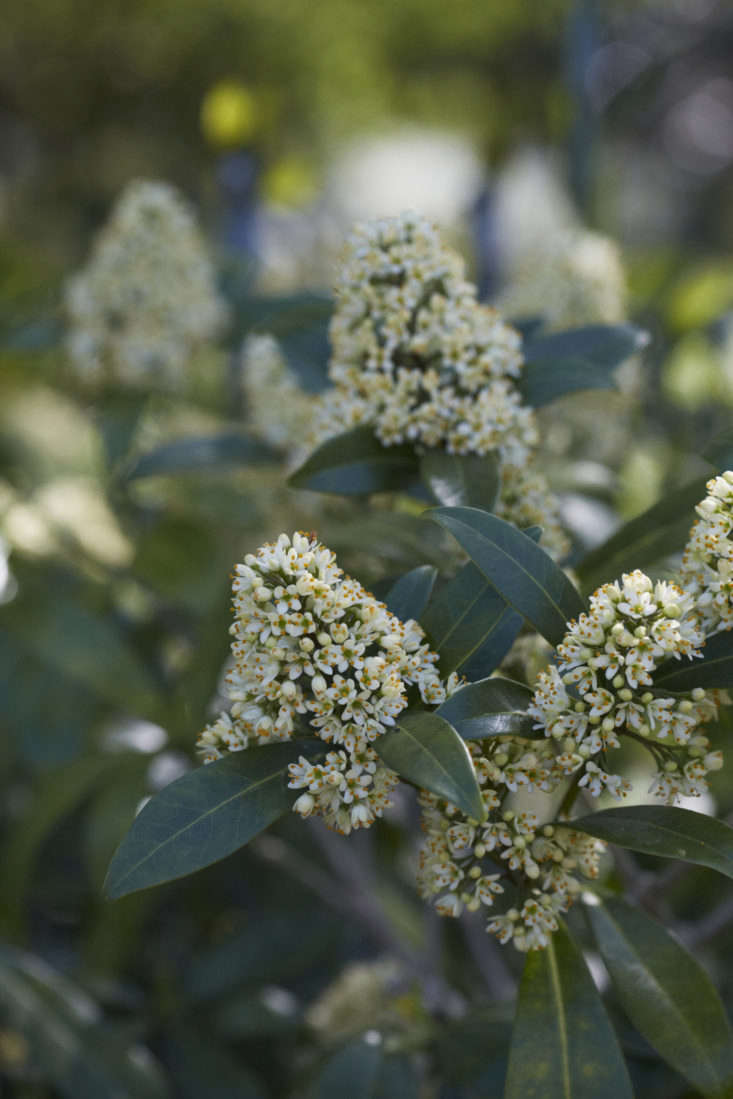  Skimmia x confusa &#8\2\16;Kew Green&#8\2\17; in blossom.