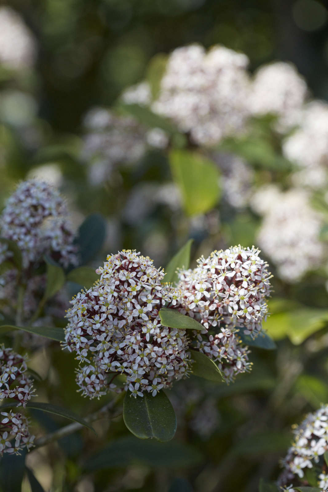 Skimmia Tips To Grow And Care For An Evergreen Flowering Shrub