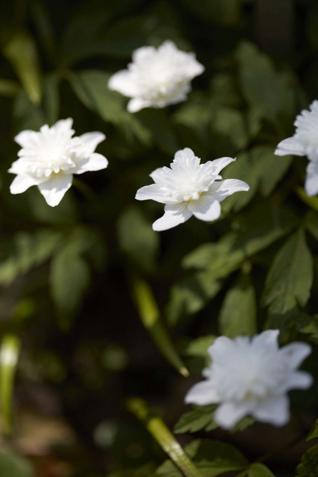 Anemone nemorosa 
