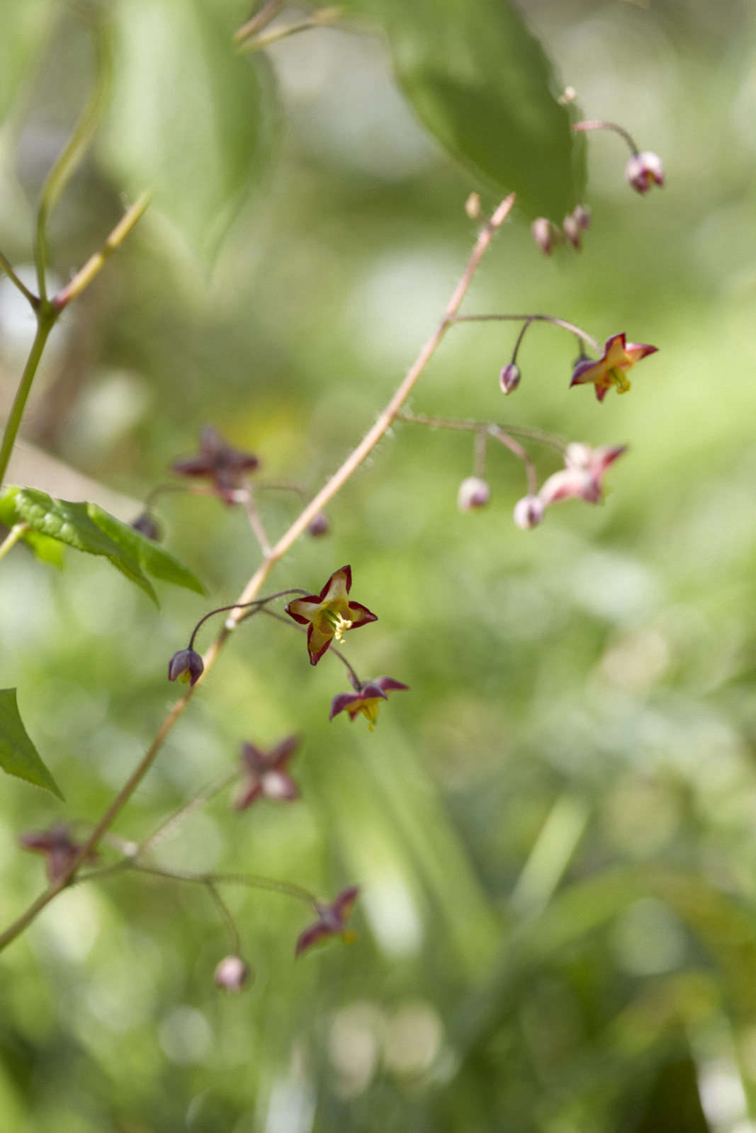 Epimedium 