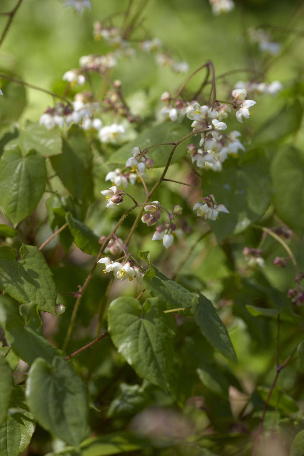 While Epimedium pubigerum is not evergreen, it does put up with a mix of shade and full sun.