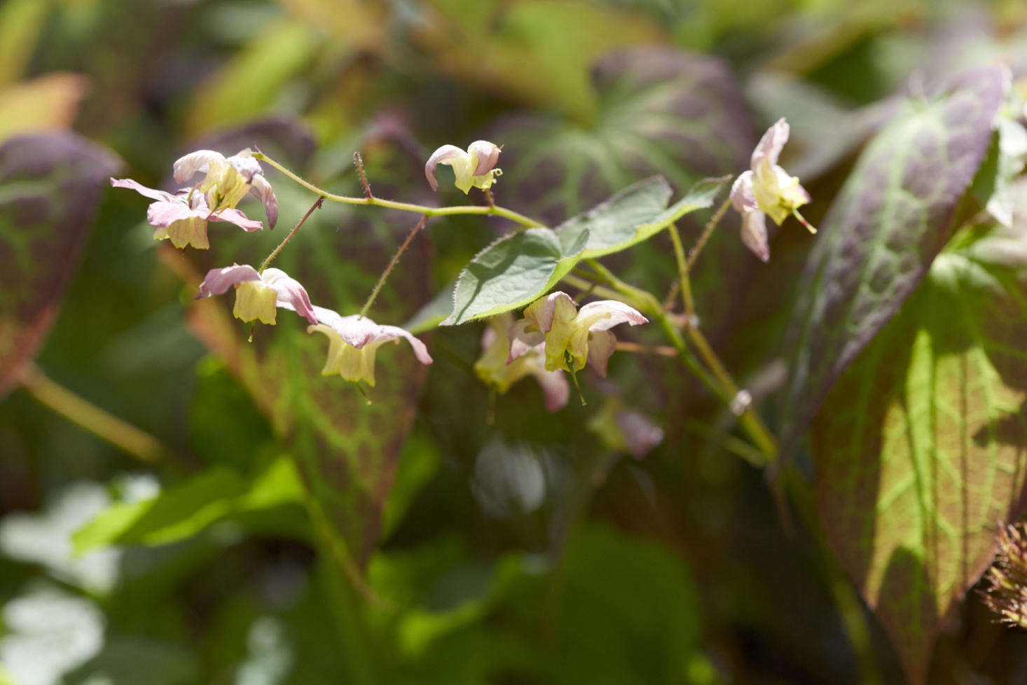 Epimedium 