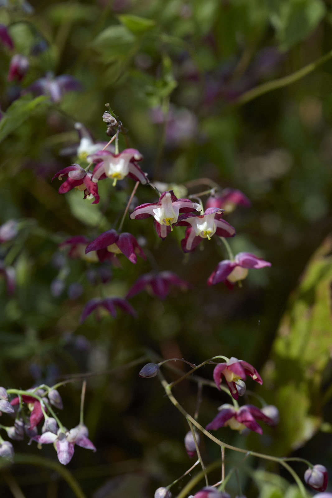 Epimedium x rubrum.