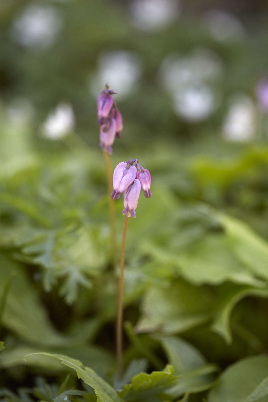 Dicentra formosa.