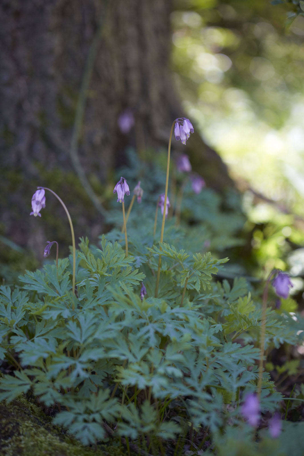 Dicentra formosa at the Royal Horticultural Society