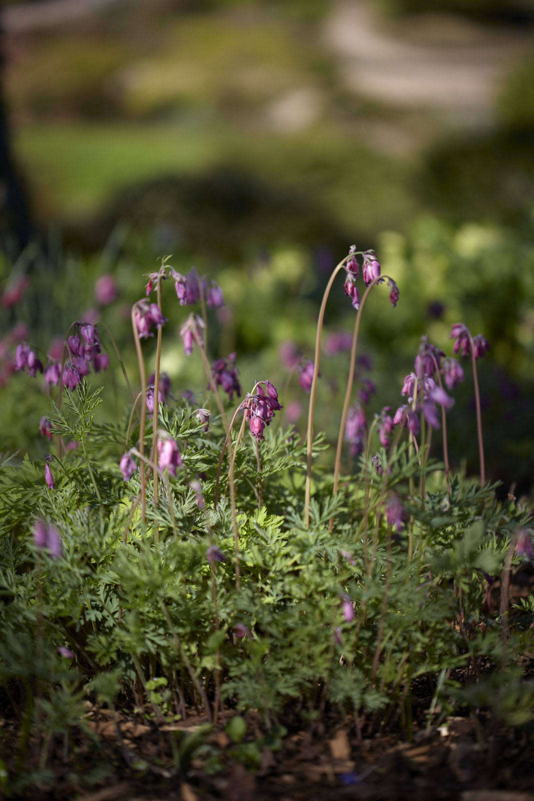 Delicate in appearance, tough by nature, the wild bleeding heart of the west.