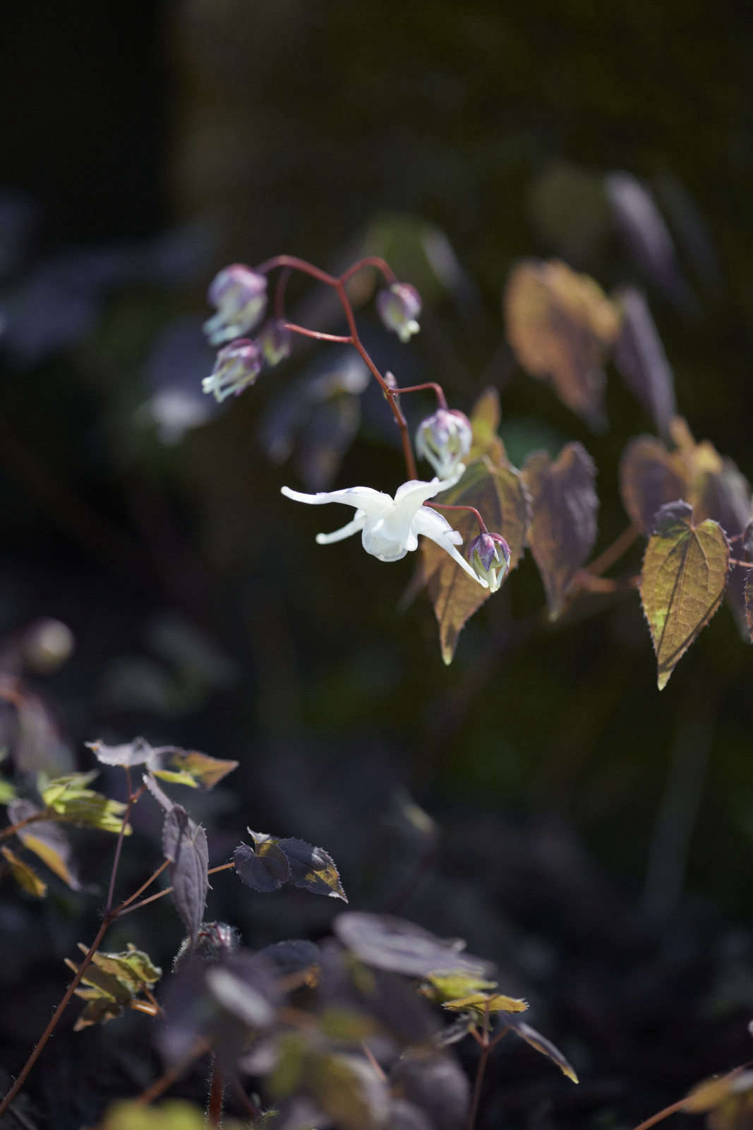 Columbine-like flowers of Epimedium grandiflorum.