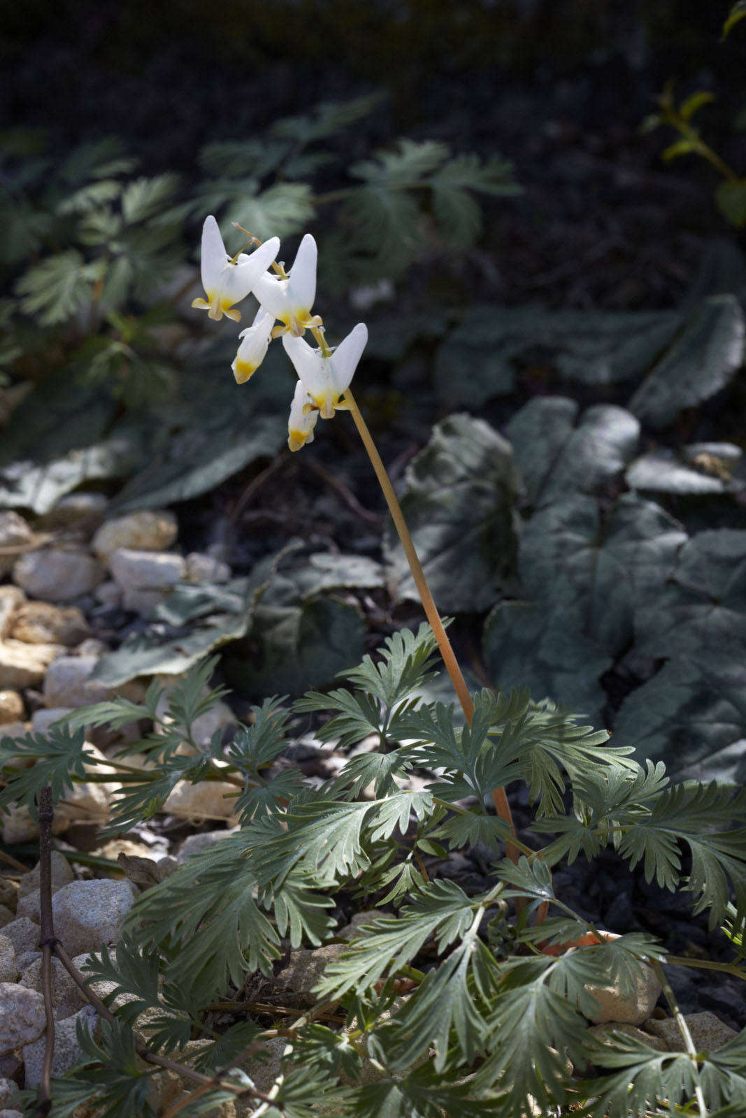 Dicentra cucullaria, the original 