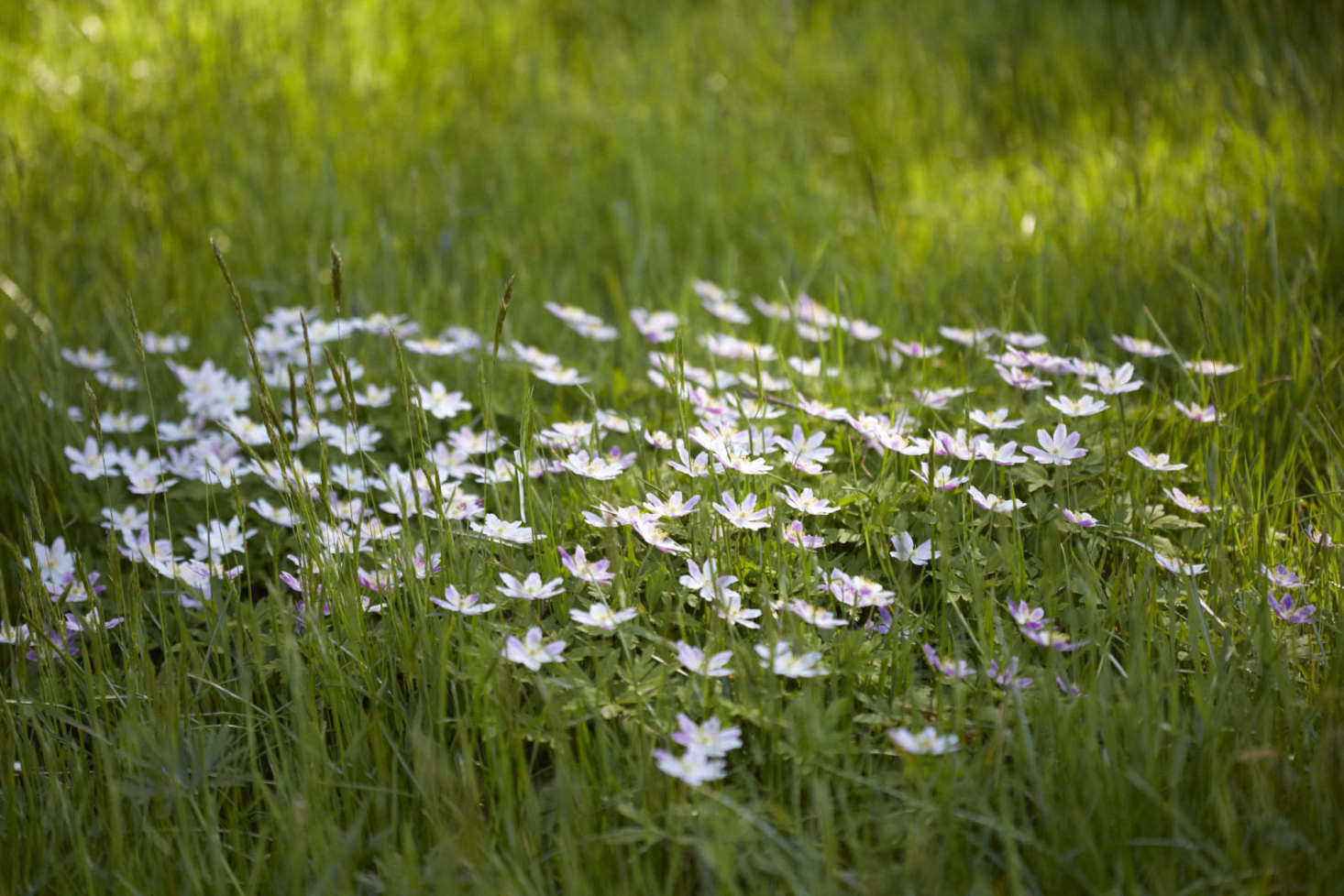 Anemone nemorosa spreading into a hospitable patch of semi-shaded grass.